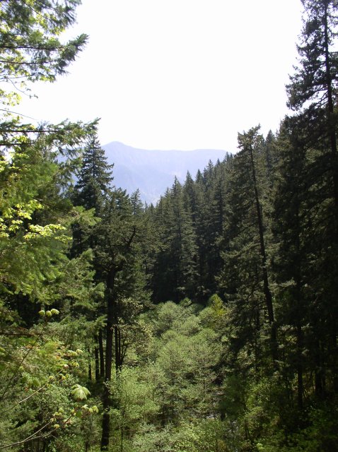 4.30.06 Hamilton Mountain 010 